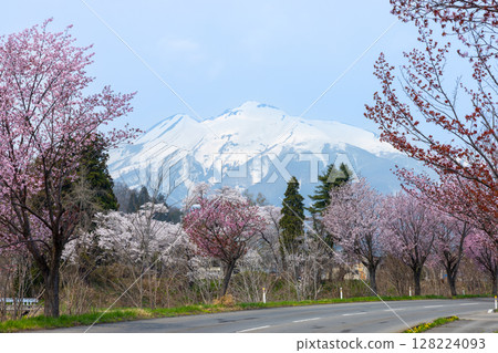 青森縣弘前市，通往冰雪覆蓋的岩木山的道路兩旁，排列著一排大山櫻花樹 128224093