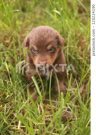 Brown puppy is sitting in the grass 128224190