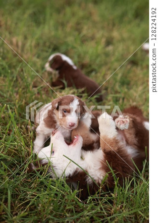 Group of puppies playing in a grassy field 128224192
