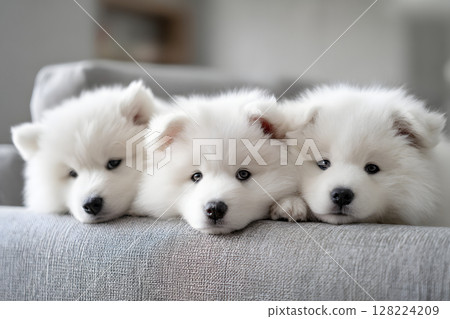 Three white puppies snuggling on the sofa. Adorable Samoyed puppies 128224209