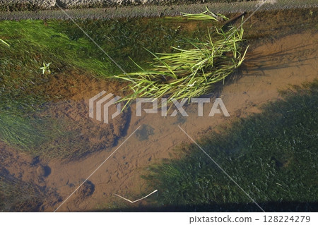 稻田排水溝中生長的水生植物（新潟縣中越地區） 128224279