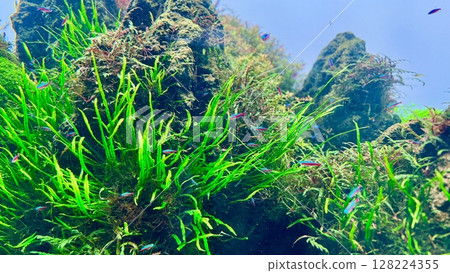 仰望水族箱裡的魚群 仰望水族箱裡的魚群 128224355