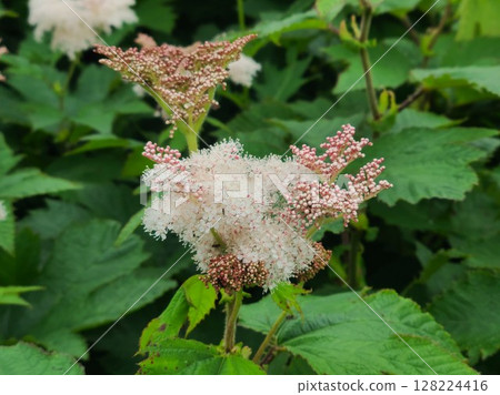 "Summer Snow Flower" blooming on Rebun Island 128224416