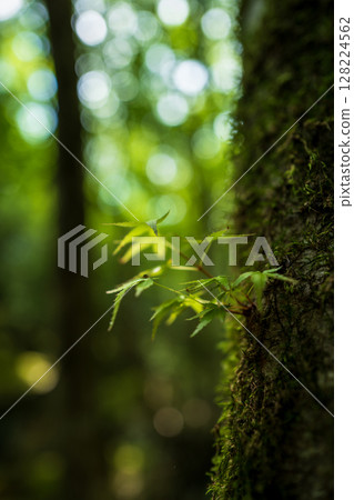 [Famous place for moss] Yamainudake [Kamikatsu Town] 128224562