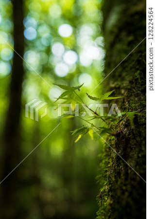 [苔蘚的名勝] Yamainudake [上勝町] 128224564