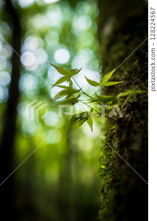 [Famous place for moss] Yamainudake [Kamikatsu Town] 128224567