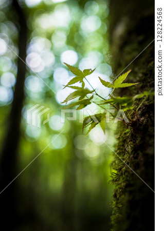 [Famous place for moss] Yamainudake [Kamikatsu Town] 128224568
