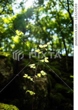 [Famous place for moss] Yamainudake [Kamikatsu Town] 128224569