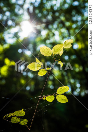 [苔蘚的名勝] Yamainudake [上勝町] 128224573