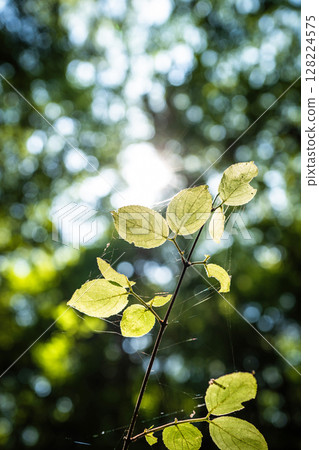 [苔蘚的名勝] Yamainudake [上勝町] 128224575