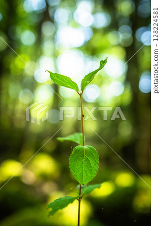 [Famous place for moss] Yamainudake [Kamikatsu Town] 128224581