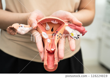Uterus, Asian, woman holding human anatomy model. 128224819