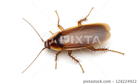 cockroach isolated on a white 128224922