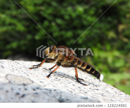 The carnivorous fly "Shioyabu" (male), said to be the most powerful insect in the world 128224981