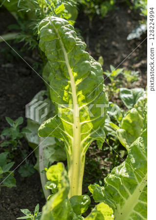 Chards growing in an ecological garden for soup and stir fry, beta vulgaris, real life photo Chards growing in an ecological garden for soup and stir fry, beta vulgaris, real life photo 128224994