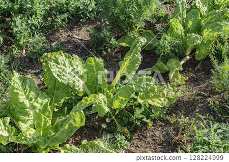 Chards growing in an ecological garden for soup and stir fry, beta vulgaris, real life photo Chards growing in an ecological garden for soup and stir fry, beta vulgaris, real life photo 128224999