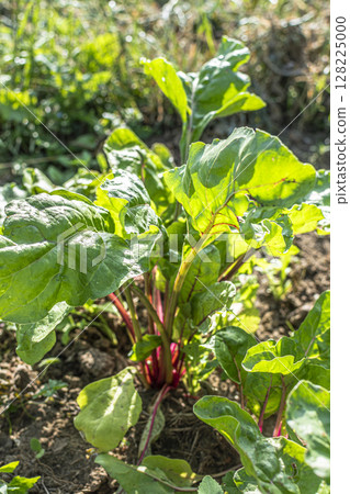 Chards growing in an ecological garden for soup and stir fry, beta vulgaris, real life photo Chards growing in an ecological garden for soup and stir fry, beta vulgaris, real life photo 128225000