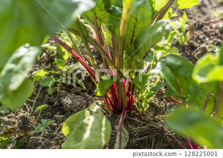 Chards growing in an ecological garden for soup and stir fry, beta vulgaris, real life photo 128225001