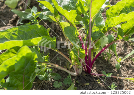 Chards growing in an ecological garden for soup and stir fry, beta vulgaris, real life photo Chards growing in an ecological garden for soup and stir fry, beta vulgaris, real life photo 128225002