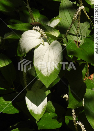 Hansee節目 128225022