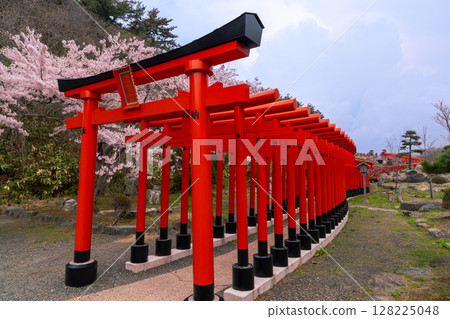 Takayama Inari Shrine's Senbon Torii with Somei-Yoshino cherry blossoms in bloom, Washinosawa, Ushigata-machi, Tsugaru City, Aomori Prefecture Takayama Inari Shrine's Senbon Torii with Somei-Yoshino cherry blossoms in bloom, Washinosawa, Ushigata-machi, Tsugaru City, Aomori Prefecture 128225048