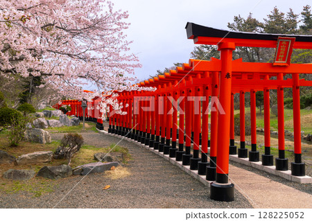 Takayama Inari Shrine's Senbon Torii with Somei-Yoshino cherry blossoms in bloom, Washinosawa, Ushigata-machi, Tsugaru City, Aomori Prefecture 128225052