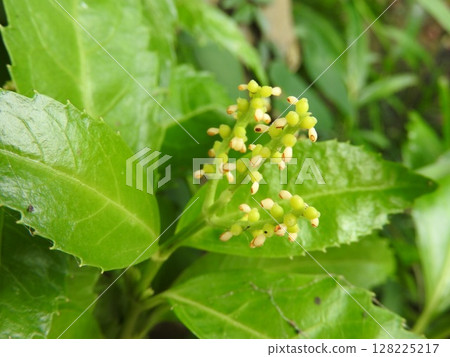日本燈籠花的一種花，沒有花瓣，雌蕊和雄蕊合而為一 128225217