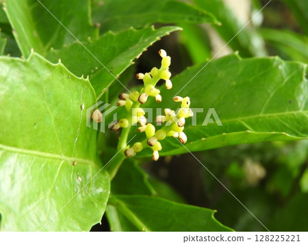 日本燈籠花的一種花,沒有花瓣,雌蕊和雄蕊合而為一 日本燈籠花的一種花,沒有花瓣,雌蕊和雄蕊合而為一 128225221