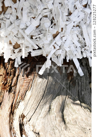 Izumo Taisha Shrine - Fortune slips tied to a fortune slip hanger wrapped around a sacred tree Izumo Taisha Shrine - Fortune slips tied to a fortune slip hanger wrapped around a sacred tree 128225277