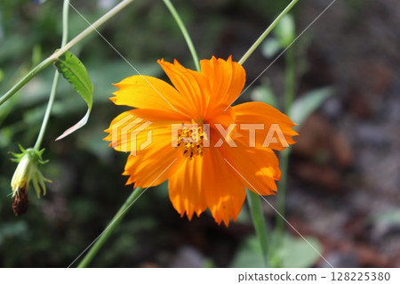 A blurred shot of vibrant yellow cosmos on the grass bank 128225380
