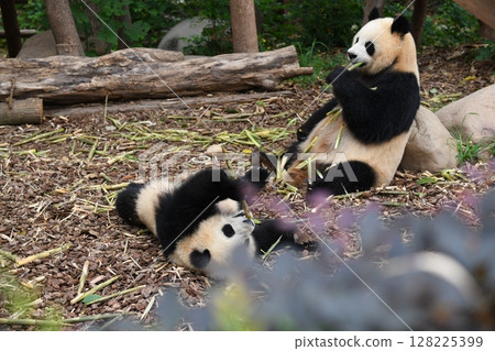 Mother and child pandas happily eating bamboo shoots Mother and child pandas happily eating bamboo shoots 128225399