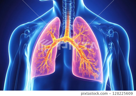 Human respiratory system showing bronchial tree and lungs anatomy 128225609