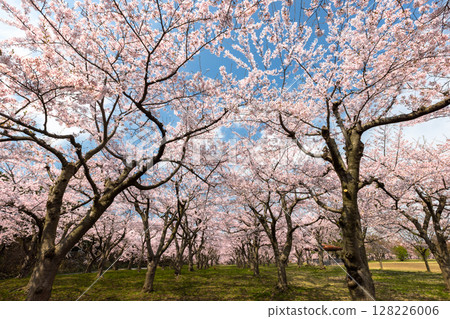Aomori Prefecture Tsugaru City Mokzokan Okakamizawabe The Senbonzakura at Hiratakinuma Park, where the Somei-Yoshino cherry trees are in full bloom, is a spectacular sight Aomori Prefecture Tsugaru City Mokzokan Okakamizawabe The Senbonzakura at Hiratakinuma Park, where the Somei-Yoshino cherry trees are in full bloom, is a spectacular sight 128226006