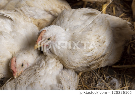 fat meat chickens in a cage free workshop at a poultry farm in a rural area close up 128226105