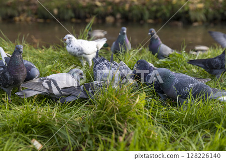 pigeons in the grass while eating bread, a flock of urban pigeons while feeding bread in the grass pigeons in the grass while eating bread, a flock of urban pigeons while feeding bread in the grass 128226140