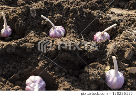 garlic planted in a row in the field during sowing , soil preparation and garlic for planting during farming in the garden in the spring garlic planted in a row in the field during sowing , soil preparation and garlic for planting during farming in the garden in the spring 128226155