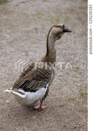 one goose stands on the sand, a large lone goose in the yard in the countryside one goose stands on the sand, a large lone goose in the yard in the countryside 128226161