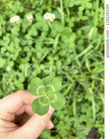 四葉三葉草 四葉三葉草 128226189
