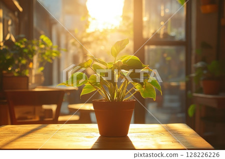 Golden sunlight bathing potted philodendron plant in cozy living room 128226226