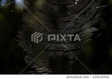 spiderweb  128226482