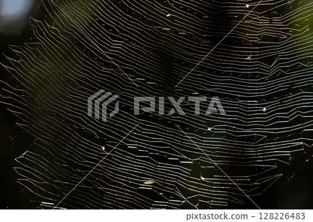 spiderweb  128226483