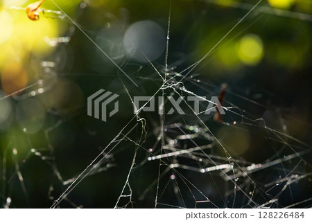 spiderweb  128226484