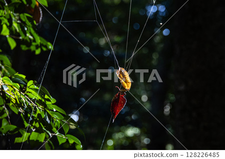spiderweb spiderweb 128226485