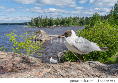 Close up of Brown headed Gull on Rock on shore. Chroicocephalus brunnicephalus.  128226764