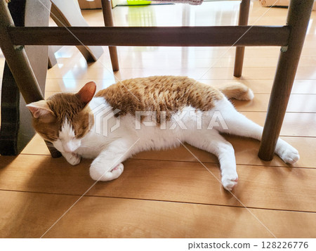貓發出呼嚕聲 128226776