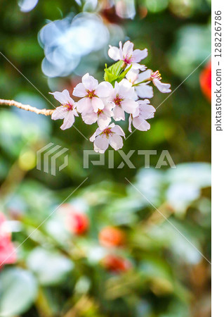 櫻花樹枝 128226786