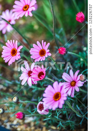 粉紅瑪格麗特 128226787