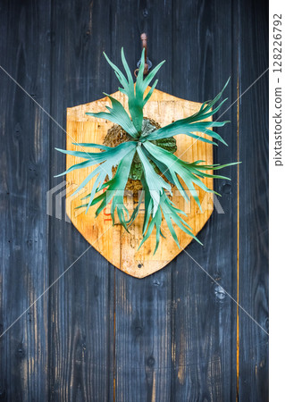 Walgreens Staghorn Fern 128226792