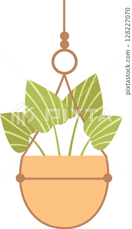 Decorative houseplant featuring striped leaves hangs gracefully from the ceiling in a macrame planter, enhancing interior spaces with a refreshing touch of nature and greenery 128227070