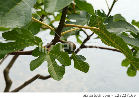 Fig fruit and leaves on a tree branch with one unripe fruit close-up. 128227169